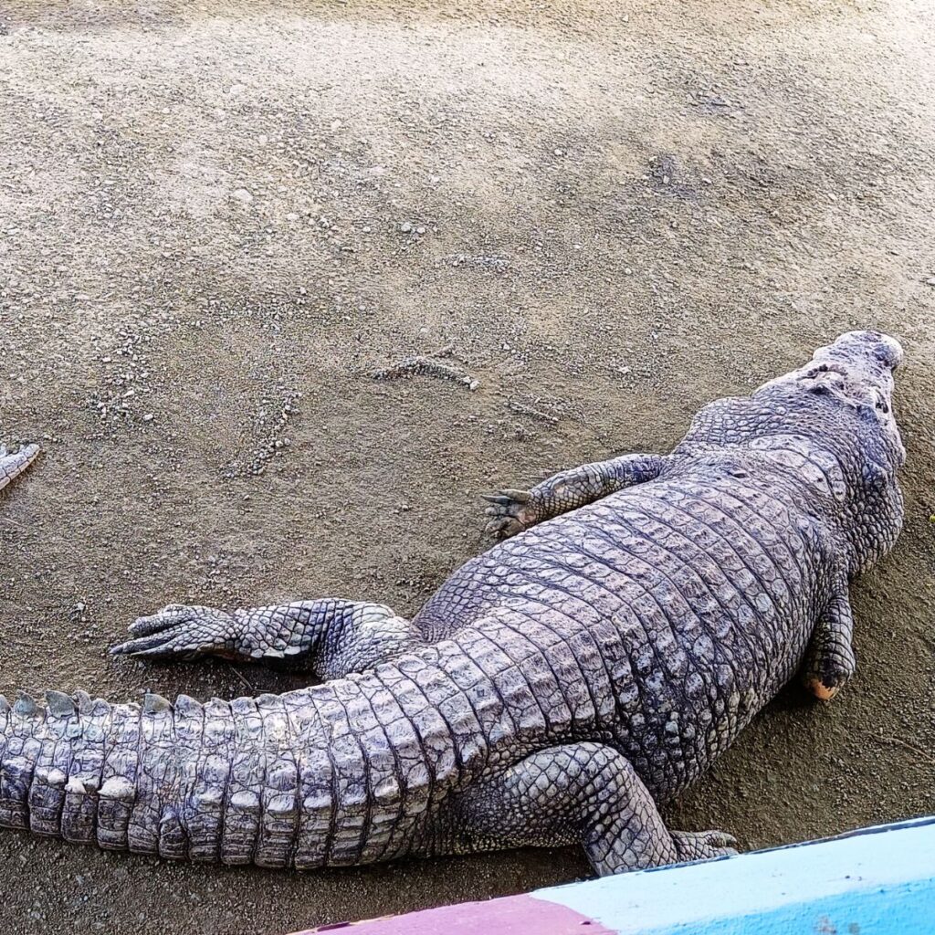 1 crocodile world tour 02