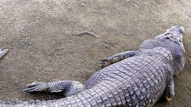 1 crocodile world tour 02
