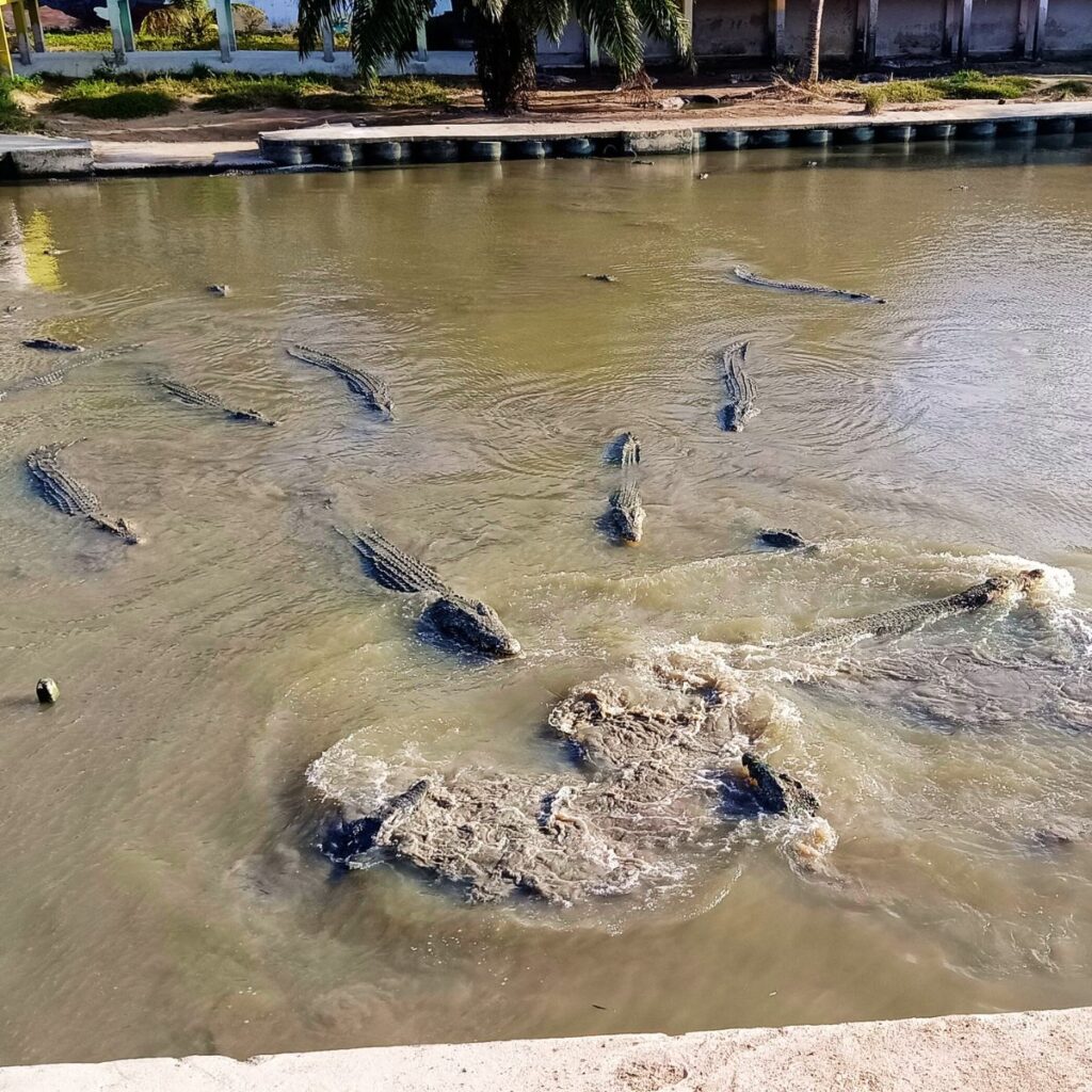 crocodile world tour 06
