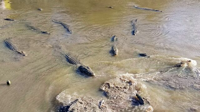 crocodile world tour 06